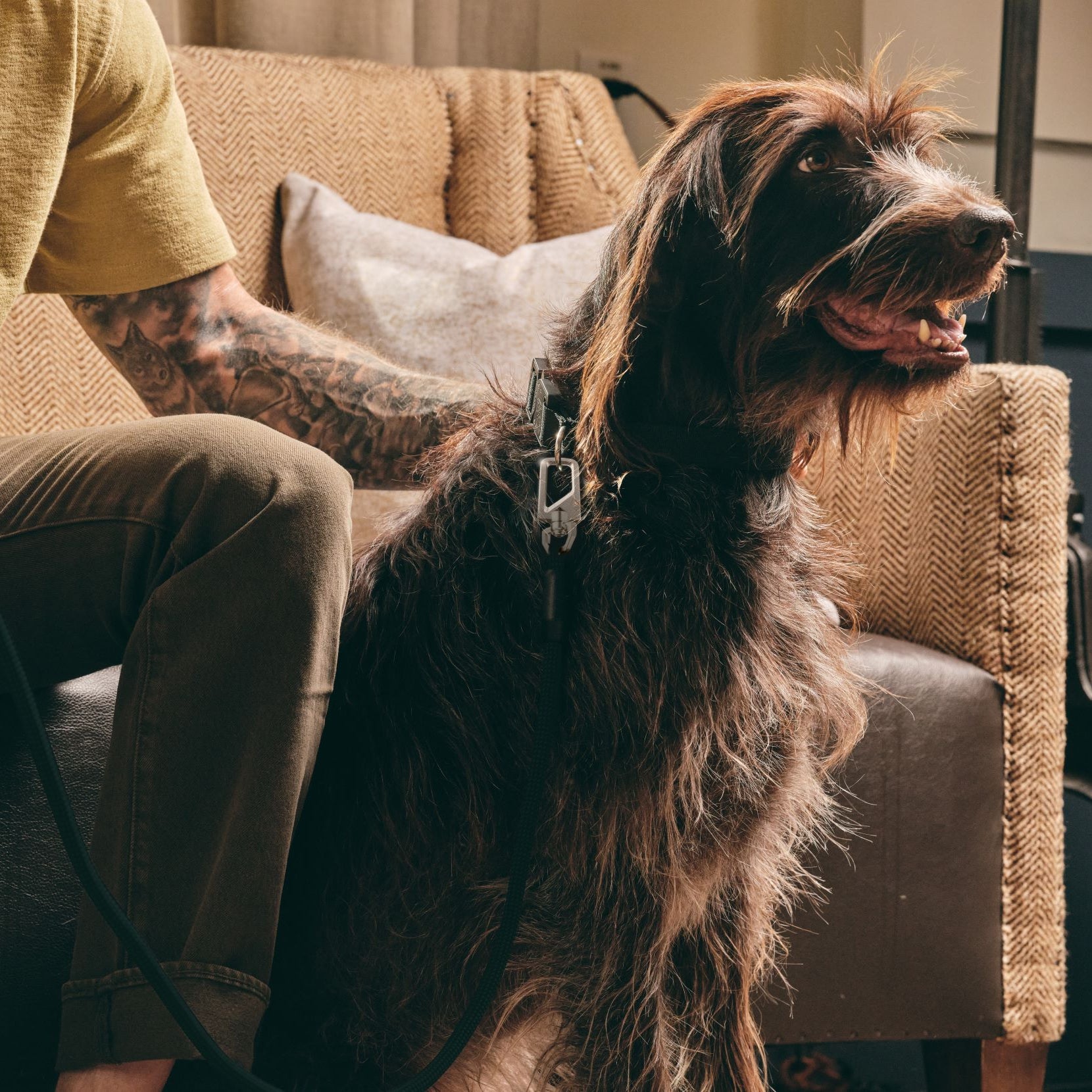 Dog Collar and Leash