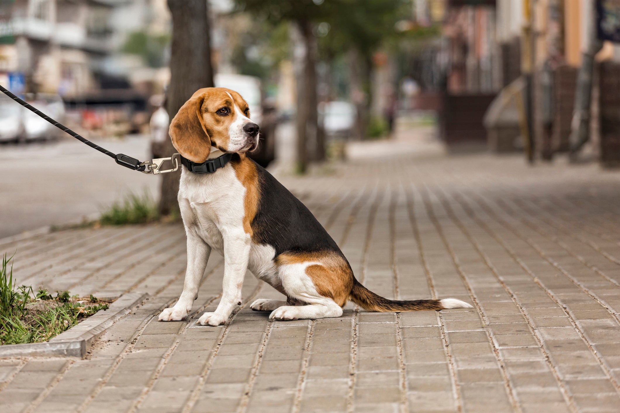 OTR Pet Leash and Collar