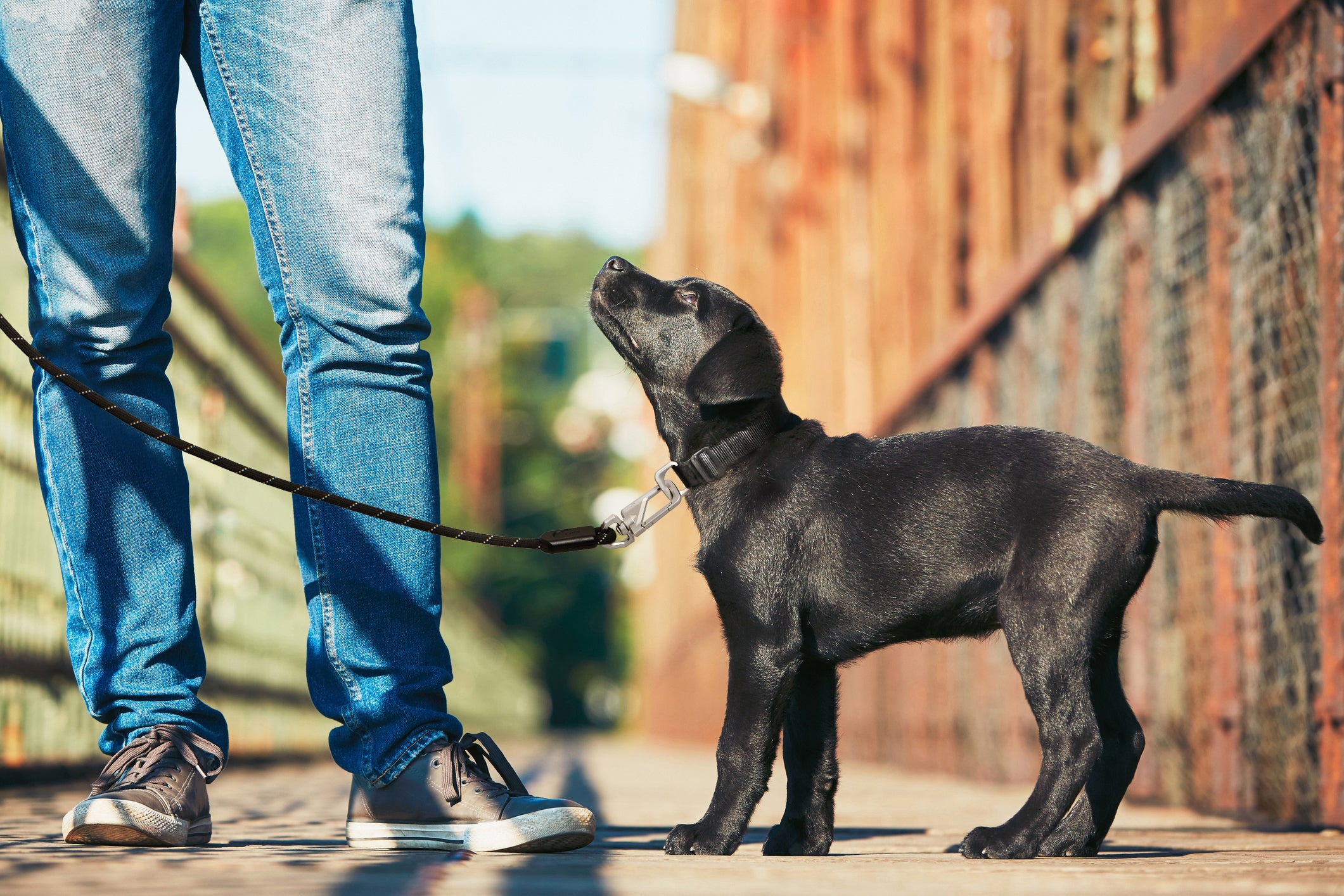 Puppy on Reflective Leash
