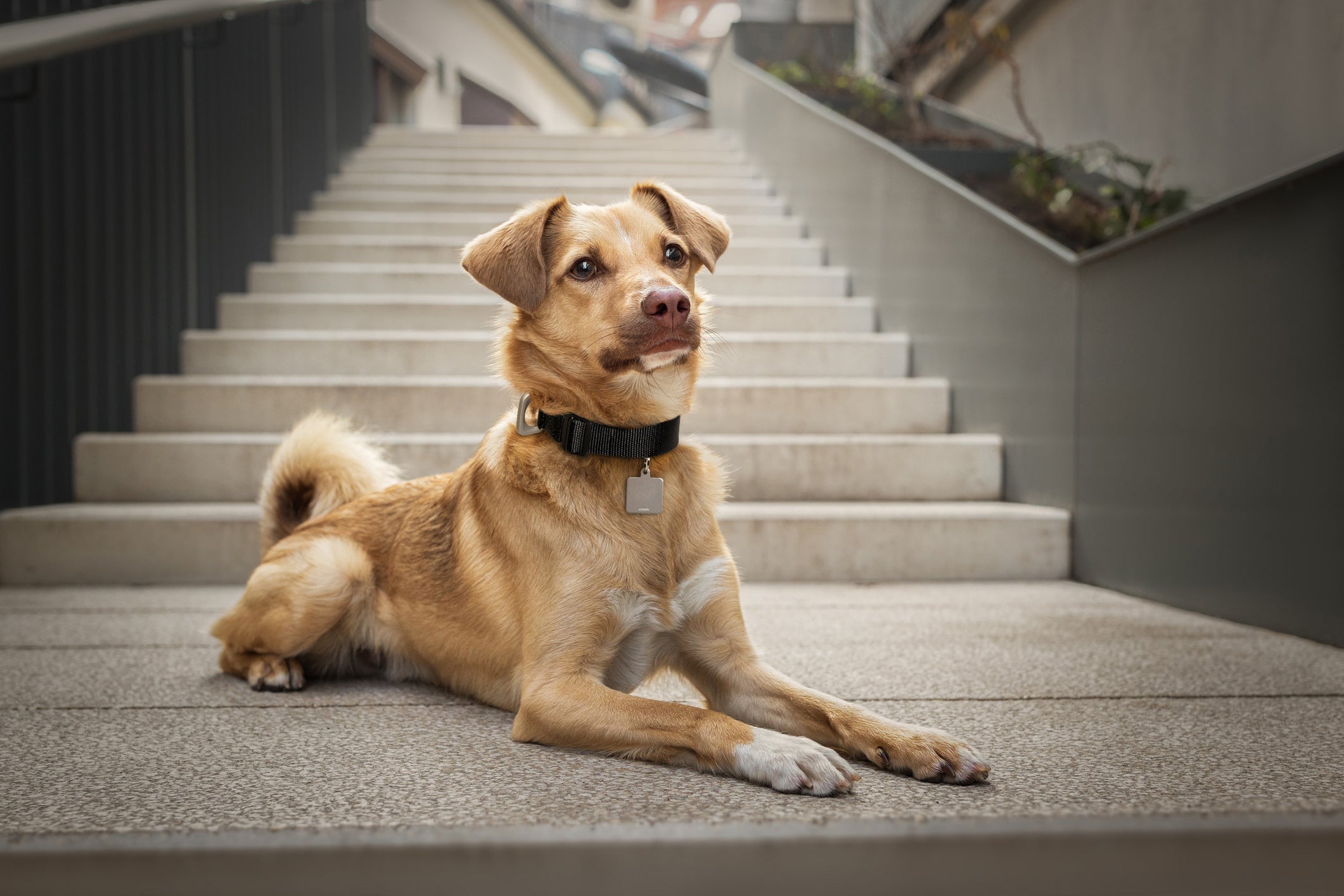 OTR Square Pet Tag